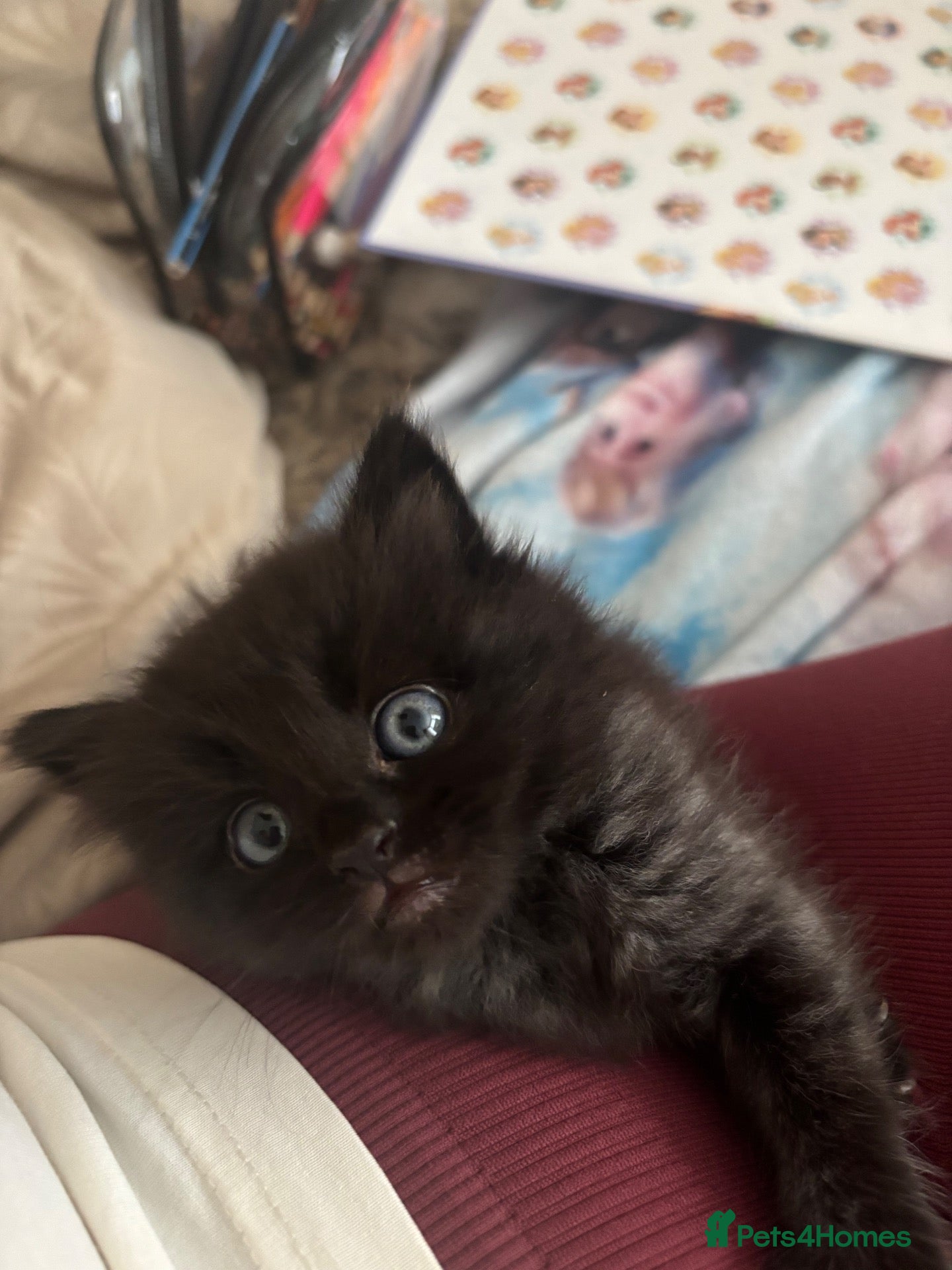 Mixed Breed cats 5 beautiful kittens for new homes - Advert 1