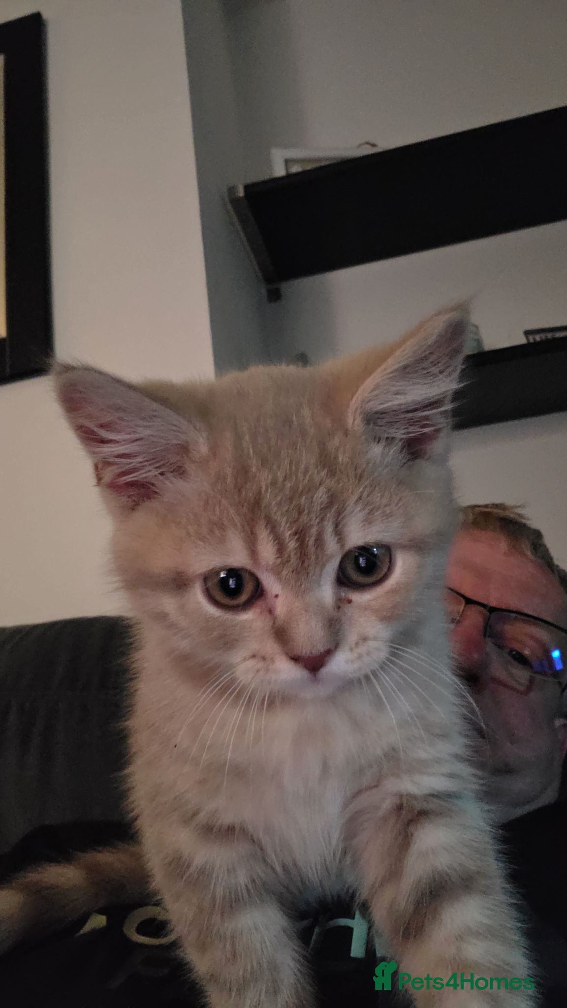 British Shorthair cats British shorthair cinnamon fawn male 4 mth - Advert 1