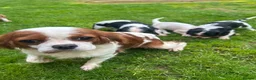Cavalier King Charles Spaniel dogs for sale: Cavalier King Charles Puppies - Advert 5