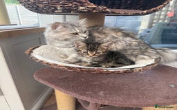 Norwegian Forest Cat cats for sale: Last two beautiful boys  - Image 8