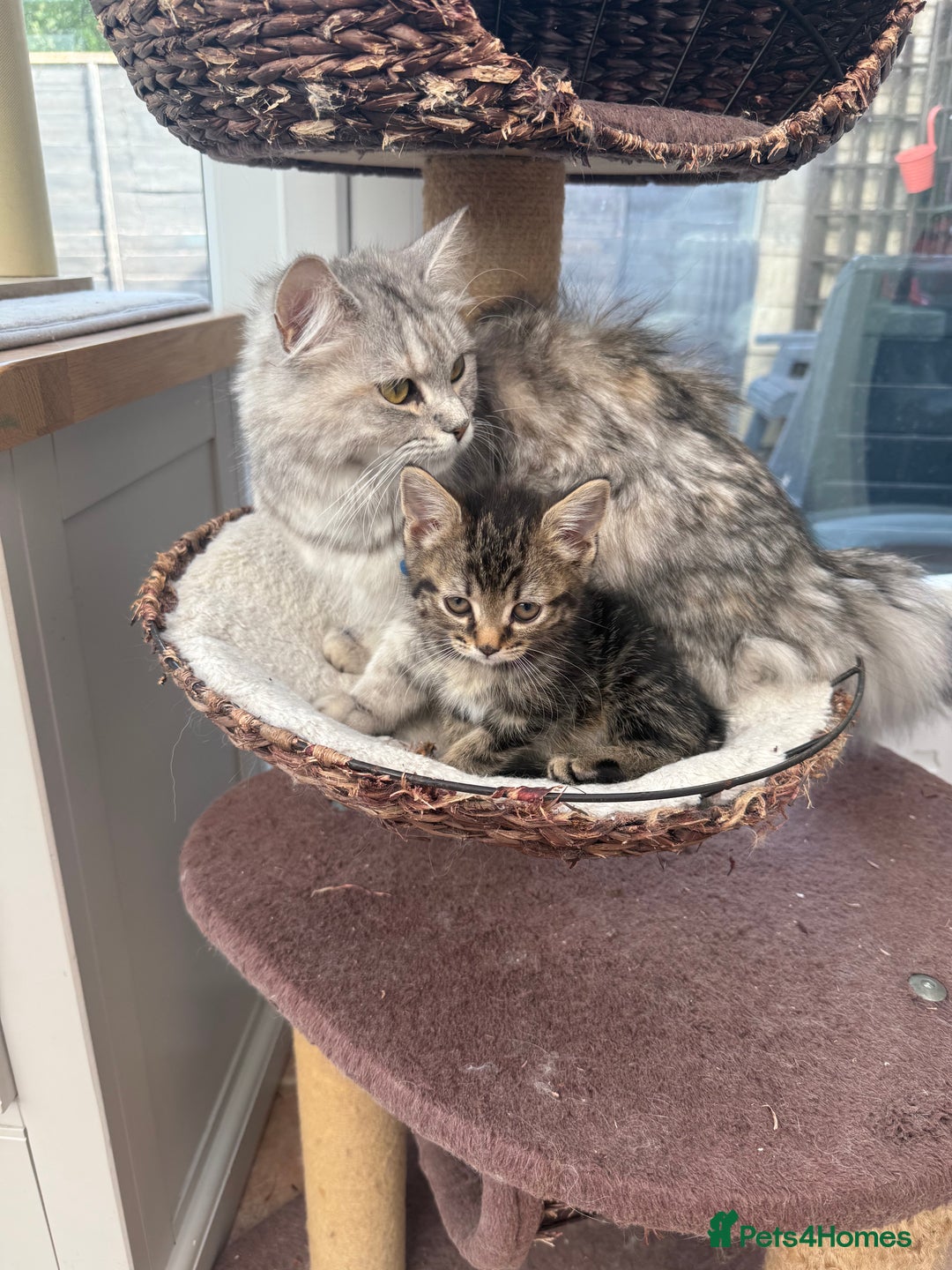 Norwegian Forest Cat cats for sale: Last two beautiful boys  - Image 8