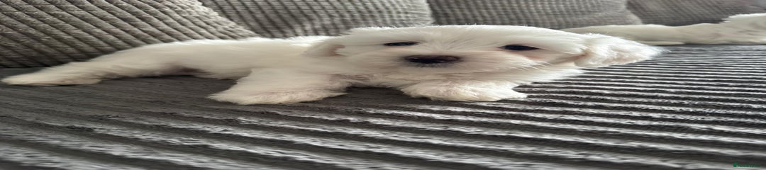 Bichon Frise Puppy 1