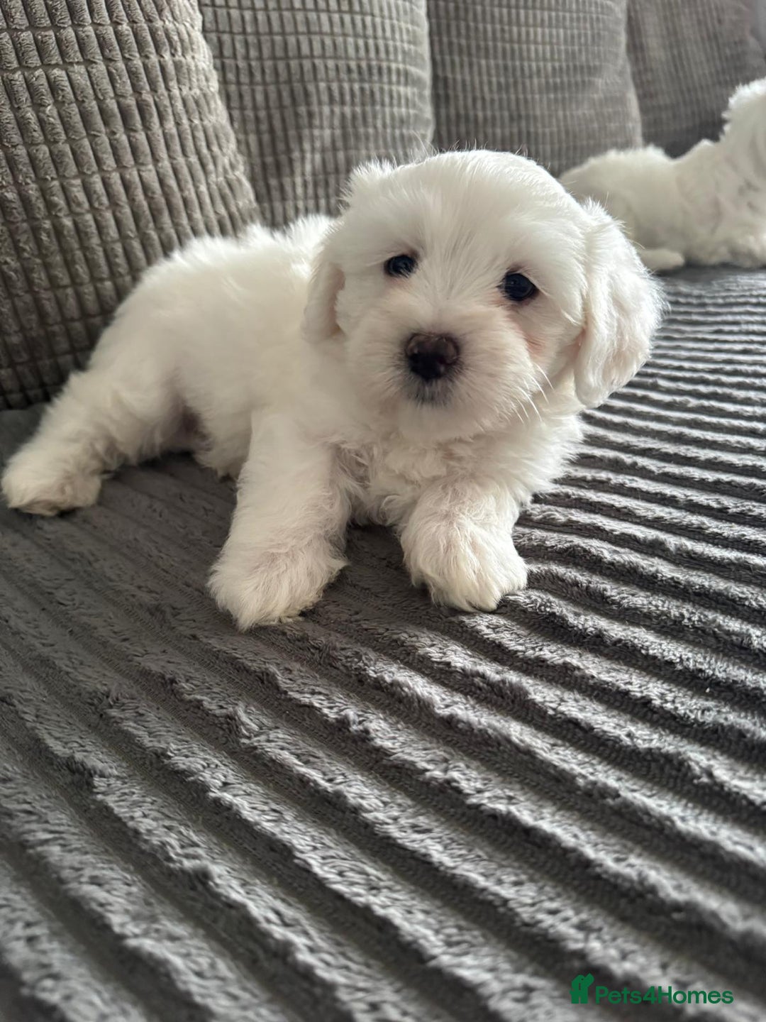 Bichon Frise dogs for sale: Four gorgeous boys and two wonderful girls - Image 5