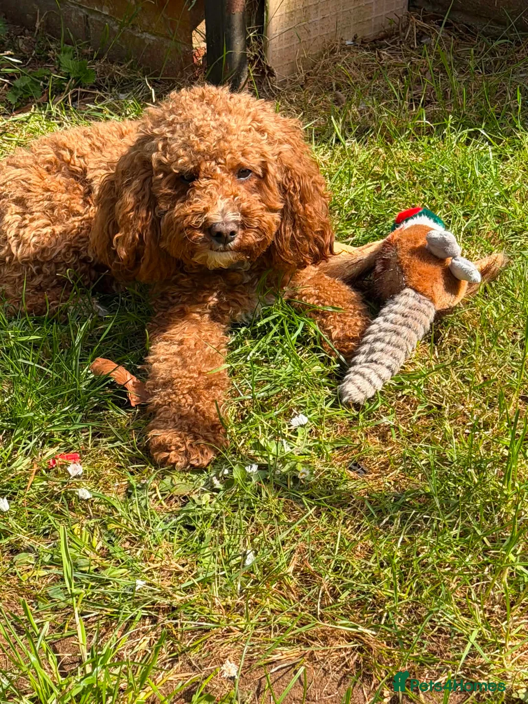 Cavapoo dogs for sale: F1bb toy cavapoo - Advert 1