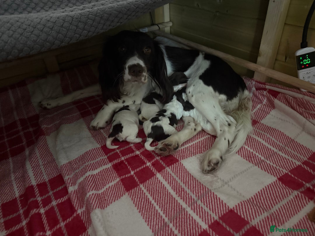 Sprocker dogs for sale: Exceptional F1B Sprocker Puppies - Advert 9