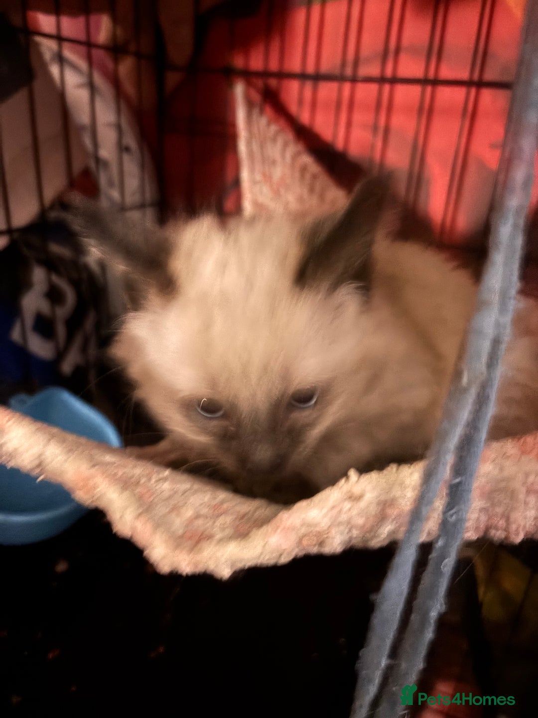 Ragdoll cats for sale: Ragdoll Bluepoint/sealpoint - Advert 3