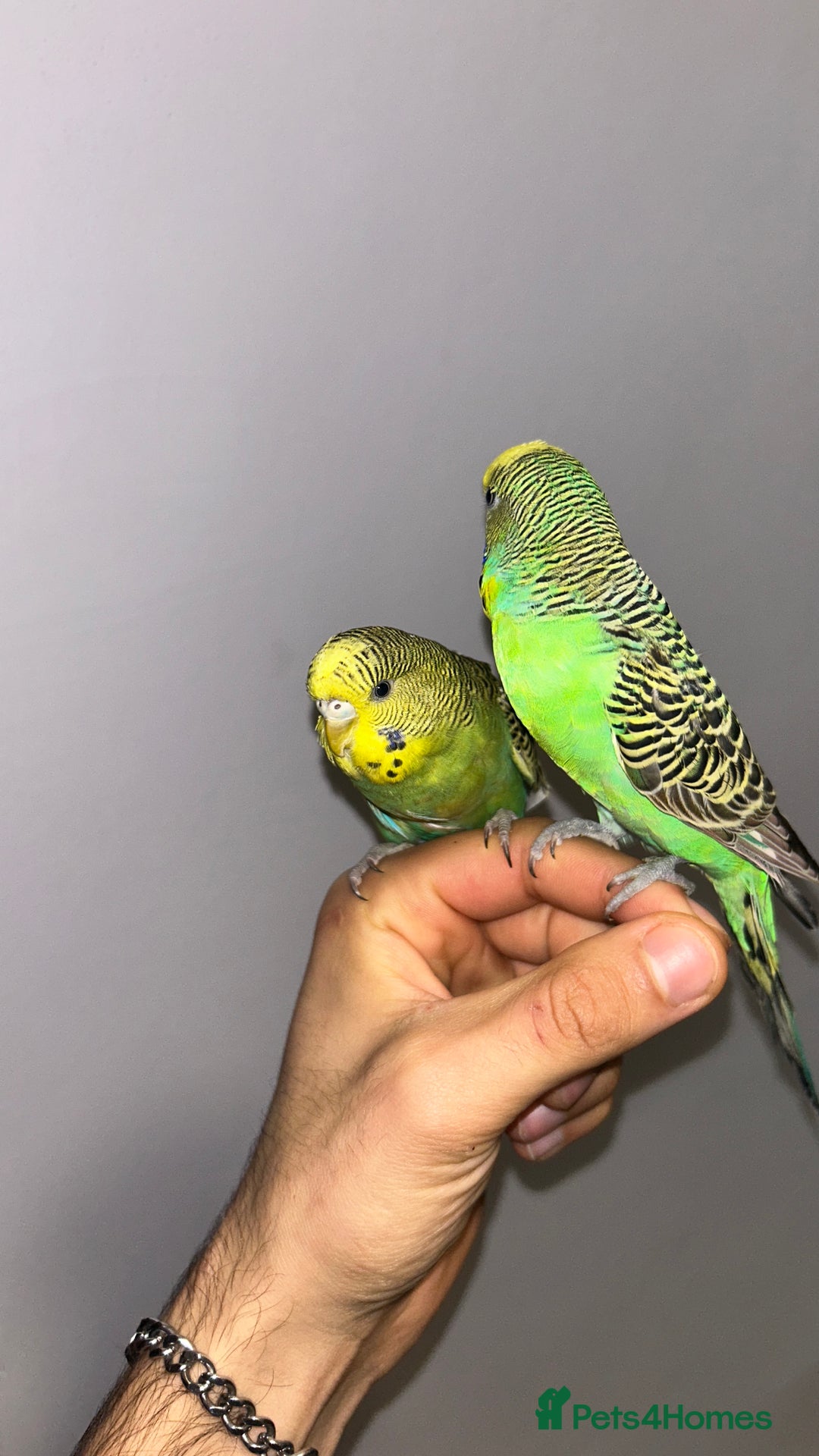 Budgerigars birds for sale: Fully tame bonded pair budgies  - Advert 3