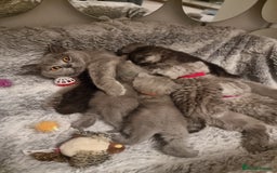 British Shorthair cats for sale: TOP💗 Quality British Shorthair 😻Kittens💋 - Image 2