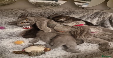 British Shorthair cats - Advert 1