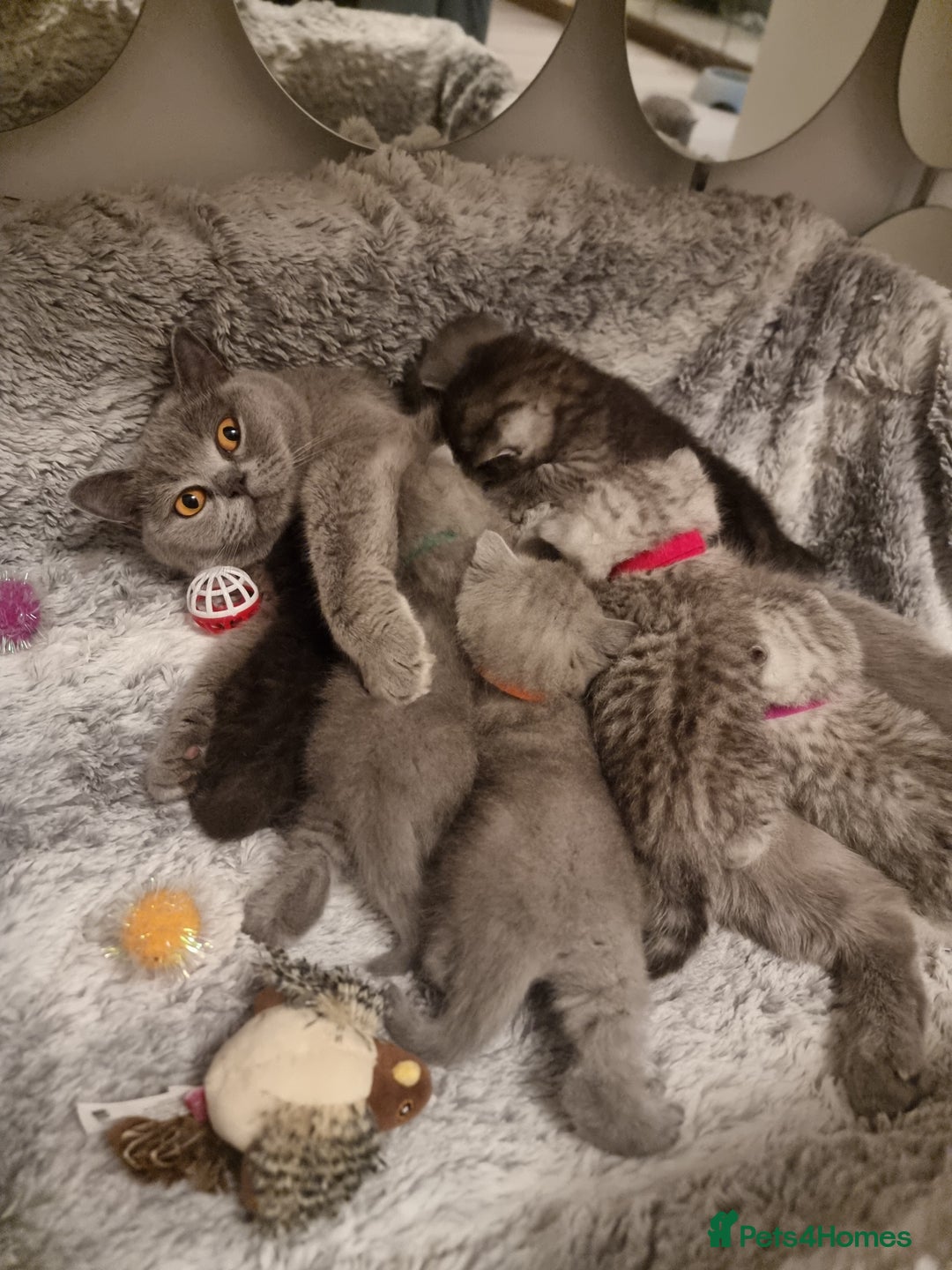 British Shorthair cats for sale: TOP💗 Quality British Shorthair 😻Kittens💋 - Image 2