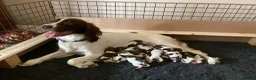 English Springer Spaniel dogs for stud: Working English Springer Spaniel Stud Health Test in Chelmsford - Advert 34