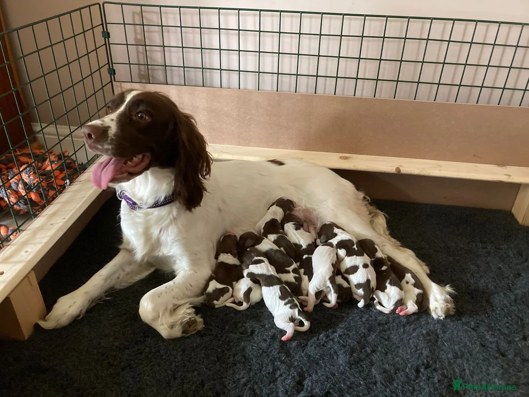 English Springer Spaniel dogs for stud: Working English Springer Spaniel Stud Health Test in Chelmsford - Advert 34