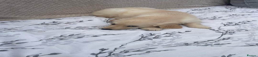 Golden Retriever Puppy 2