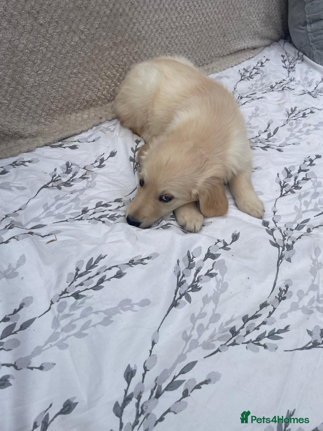 Golden Retriever dogs for sale: Golden retriever puppies  - Image 6
