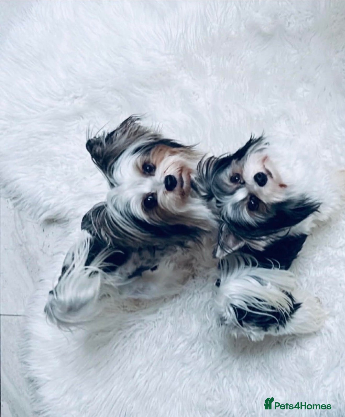 Biewer Terrier dogs Yorkshire terrier  - Advert 1