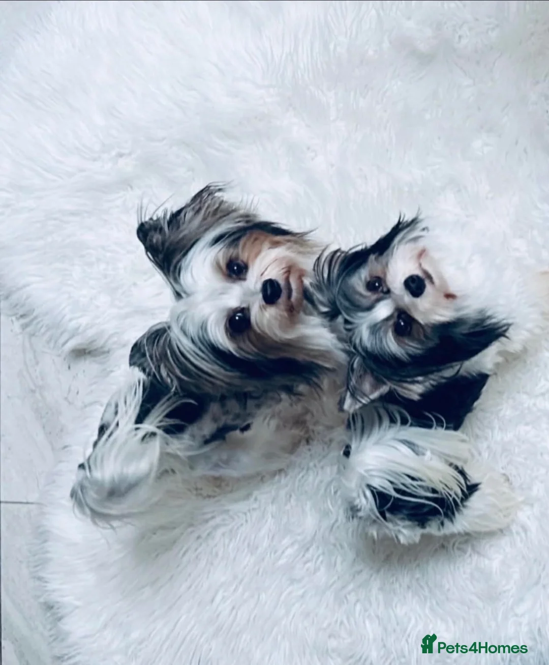 Biewer Terrier dogs for sale: Yorkshire terrier  - Advert 1