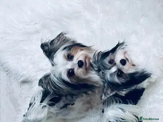 Biewer Terrier dogs Yorkshire terrier - Advert 1