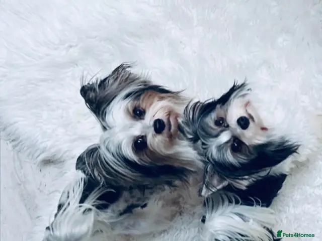 Biewer Terrier dogs Yorkshire terrier - Advert 1
