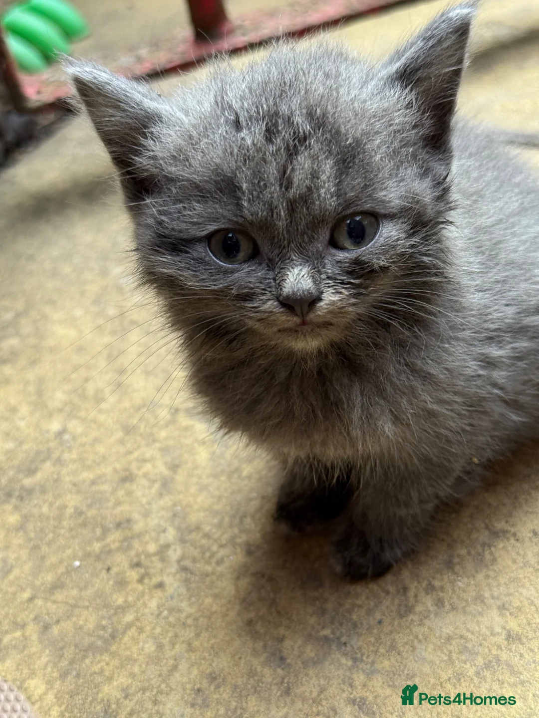 Mixed Breed cats for sale: Kitten for sale in Bilston - Advert 6