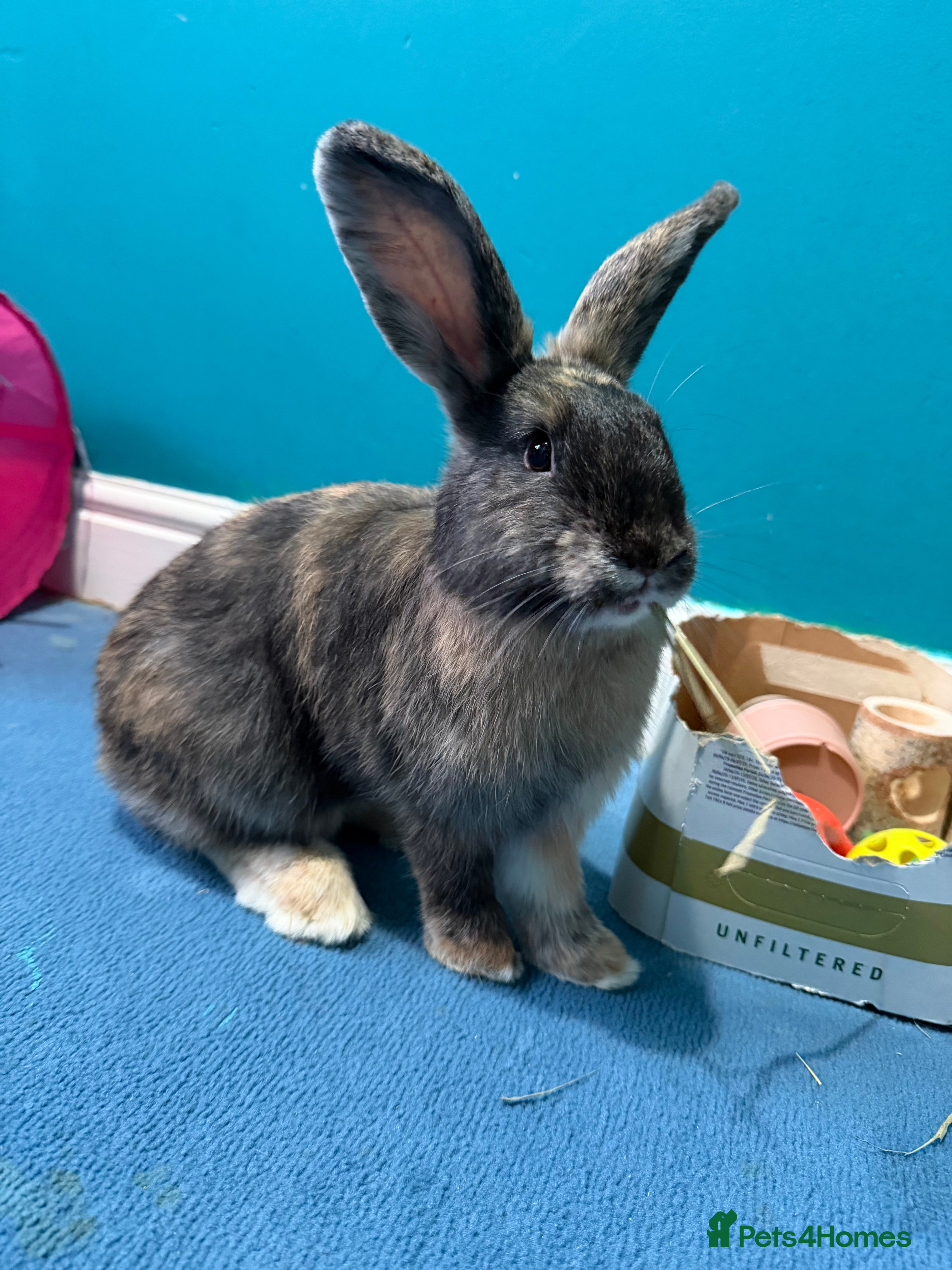 Mixed Breed rabbits English Angora x Rex Mixed - Advert 1