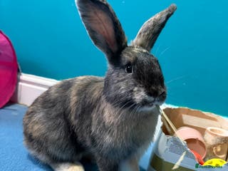 Mixed Breed rabbits English Angora x Rex Mixed - Advert 14