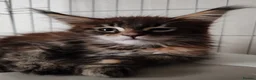 Maine Coon cats for sale: Russian bloodline Maine coon kittens in Leeds - Advert 12