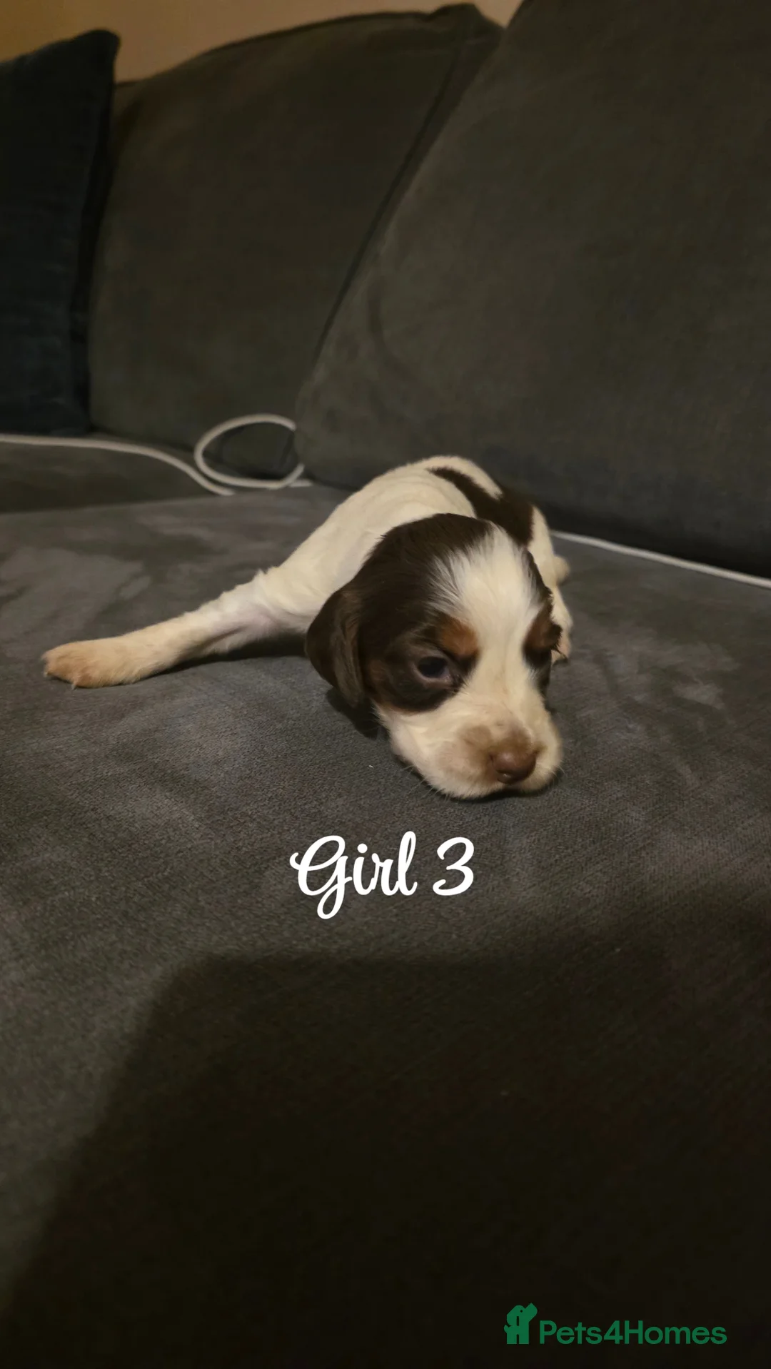 Mixed Breed dogs for sale: Beautiful Cocker x Collie pups - Advert 20