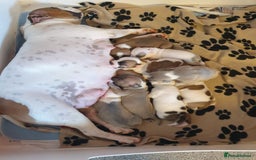 Staffordshire Bull Terrier dogs for sale: Kc Staffordshire bull terrier puppies  - Image 4