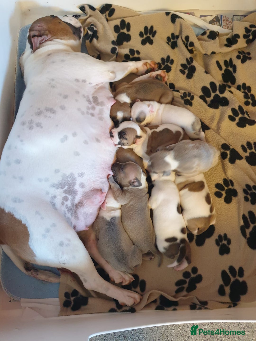 Staffordshire Bull Terrier dogs for sale: Kc Staffordshire bull terrier puppies  - Image 4