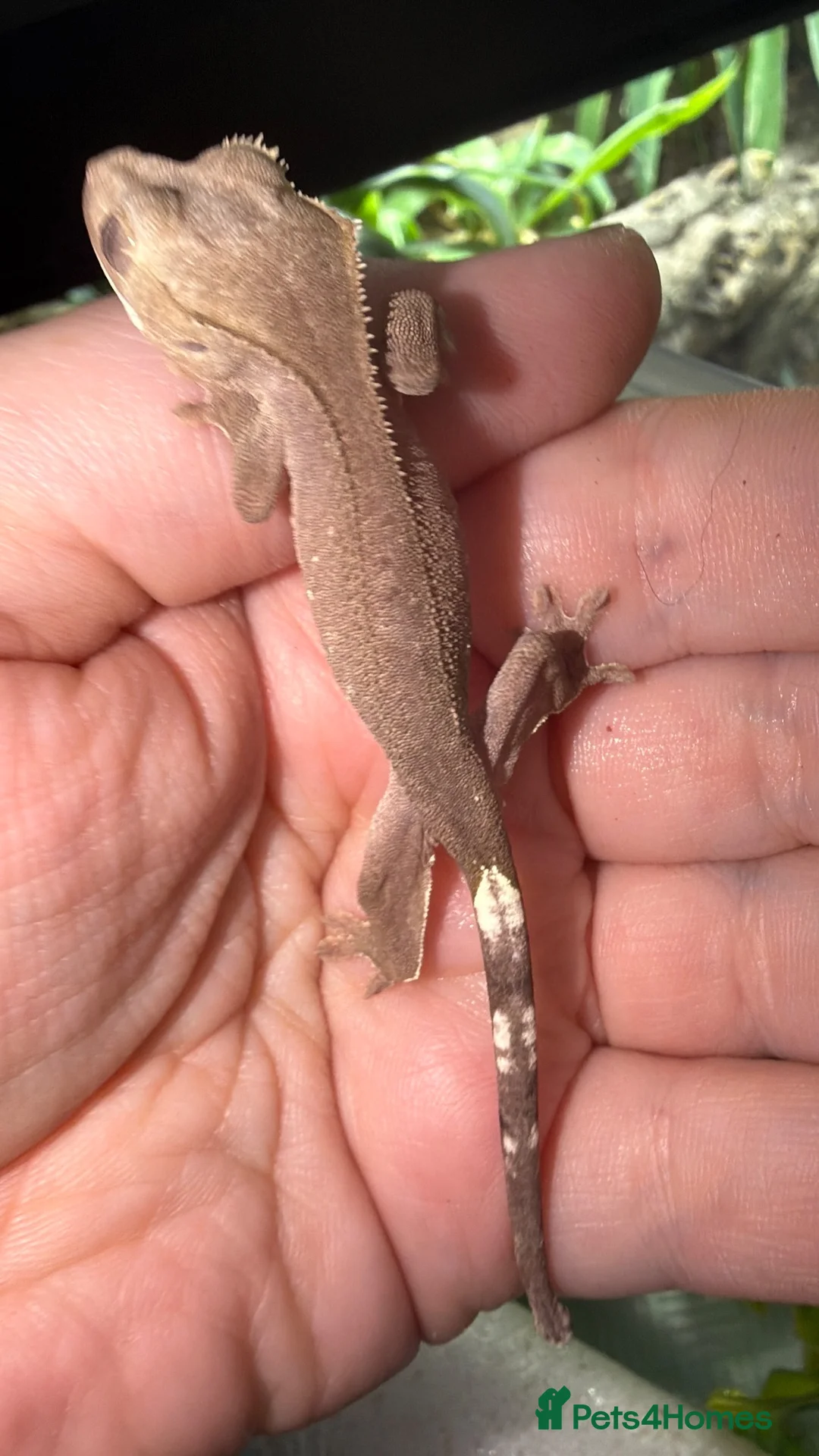 Gecko reptiles for sale: Phantom Axanthic Crested Gecko - Advert 2