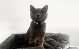 British Shorthair cats for sale: 2 BSH girls for sale together or separate - Image 8
