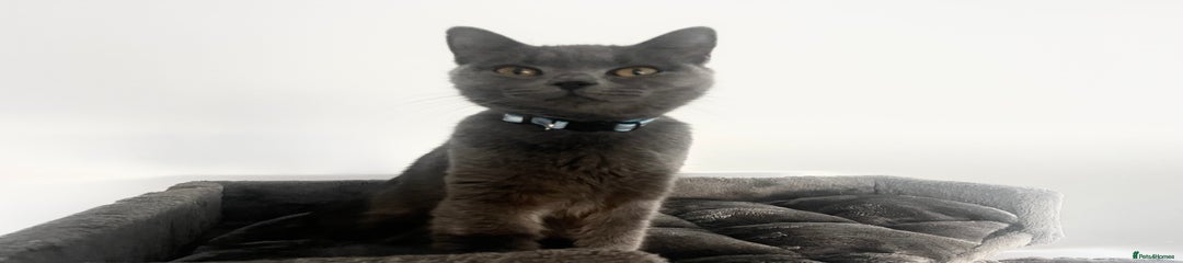 British Shorthair cat 2