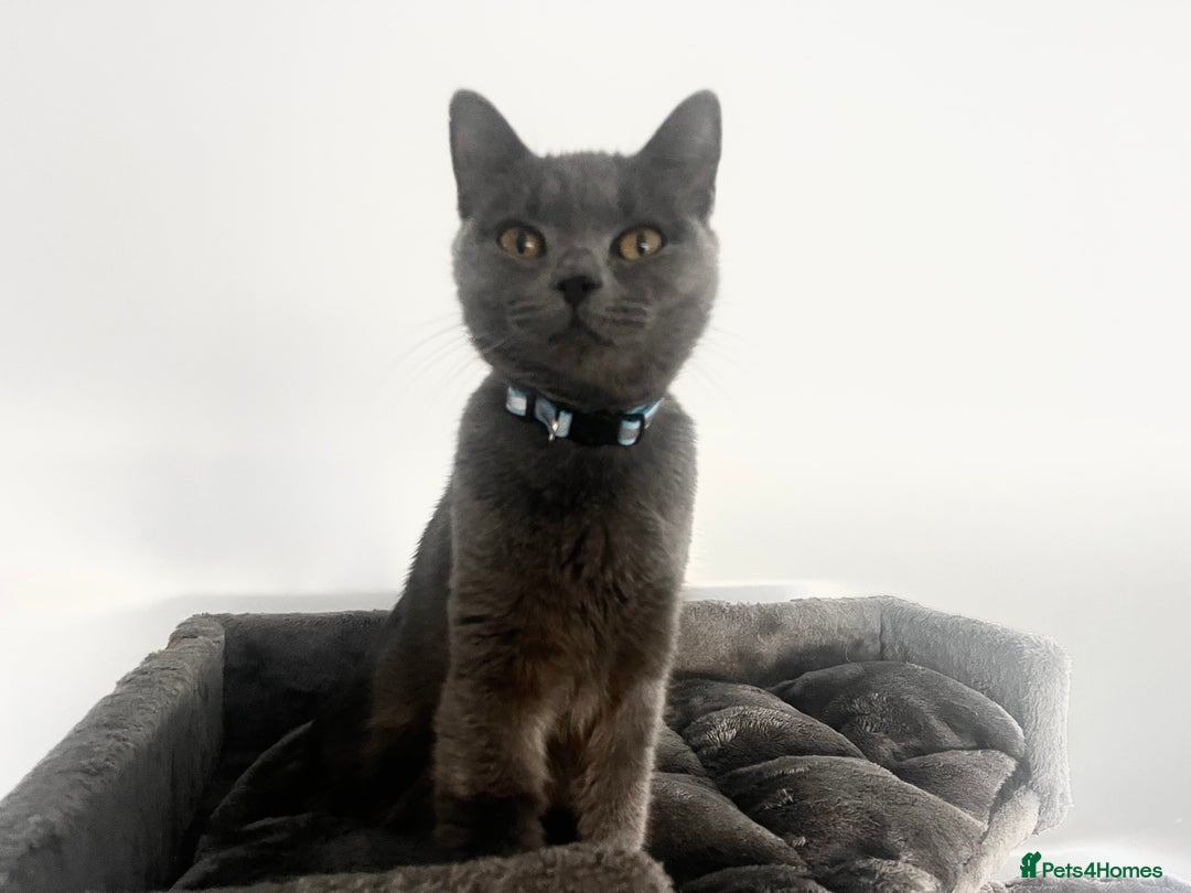 British Shorthair cats for sale: 2 BSH girls for sale together or separate - Image 8