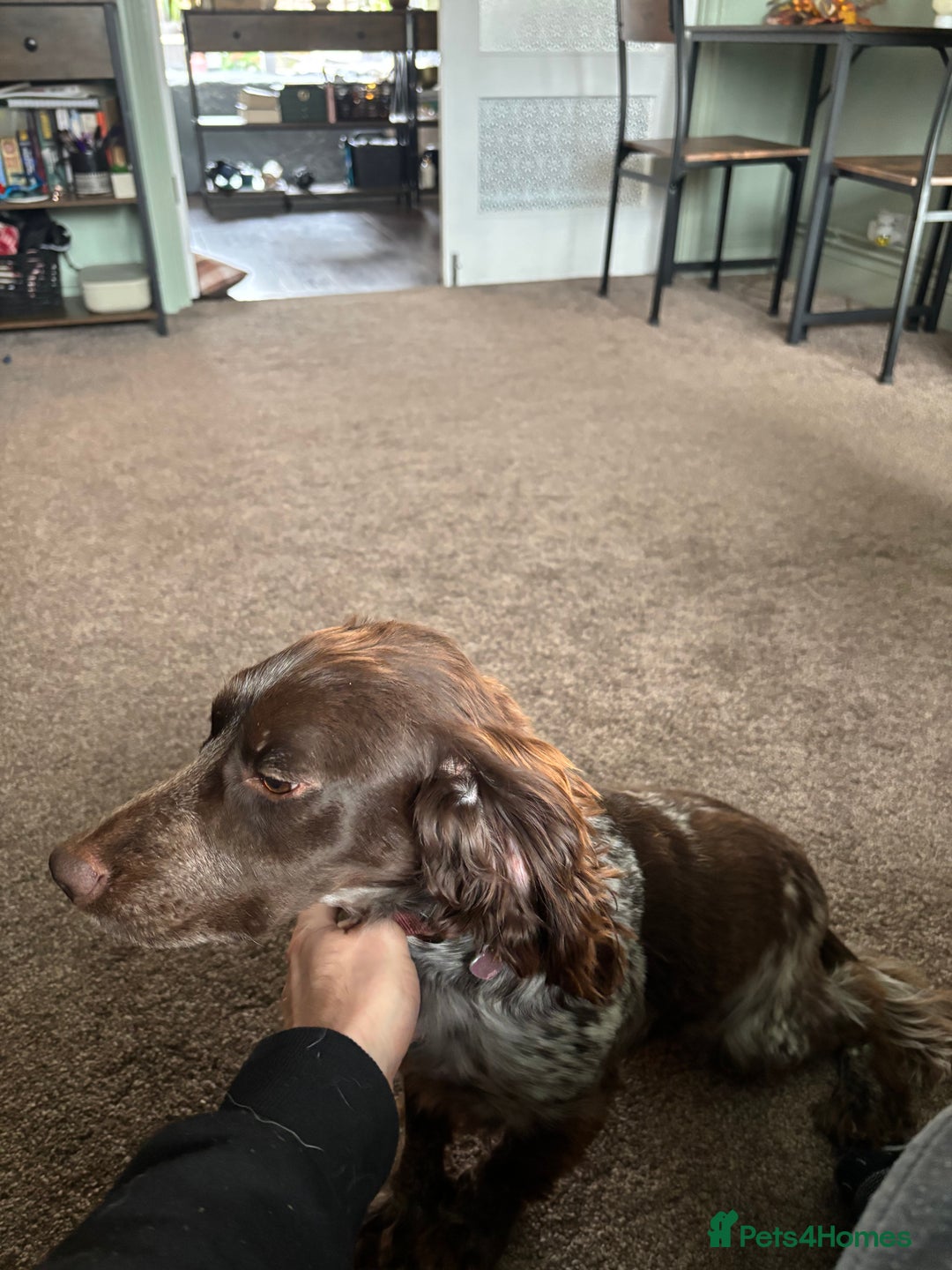 Mixed Breed dogs for sale: 2 year old Husky and 3 year old springer spaniel - Image 9