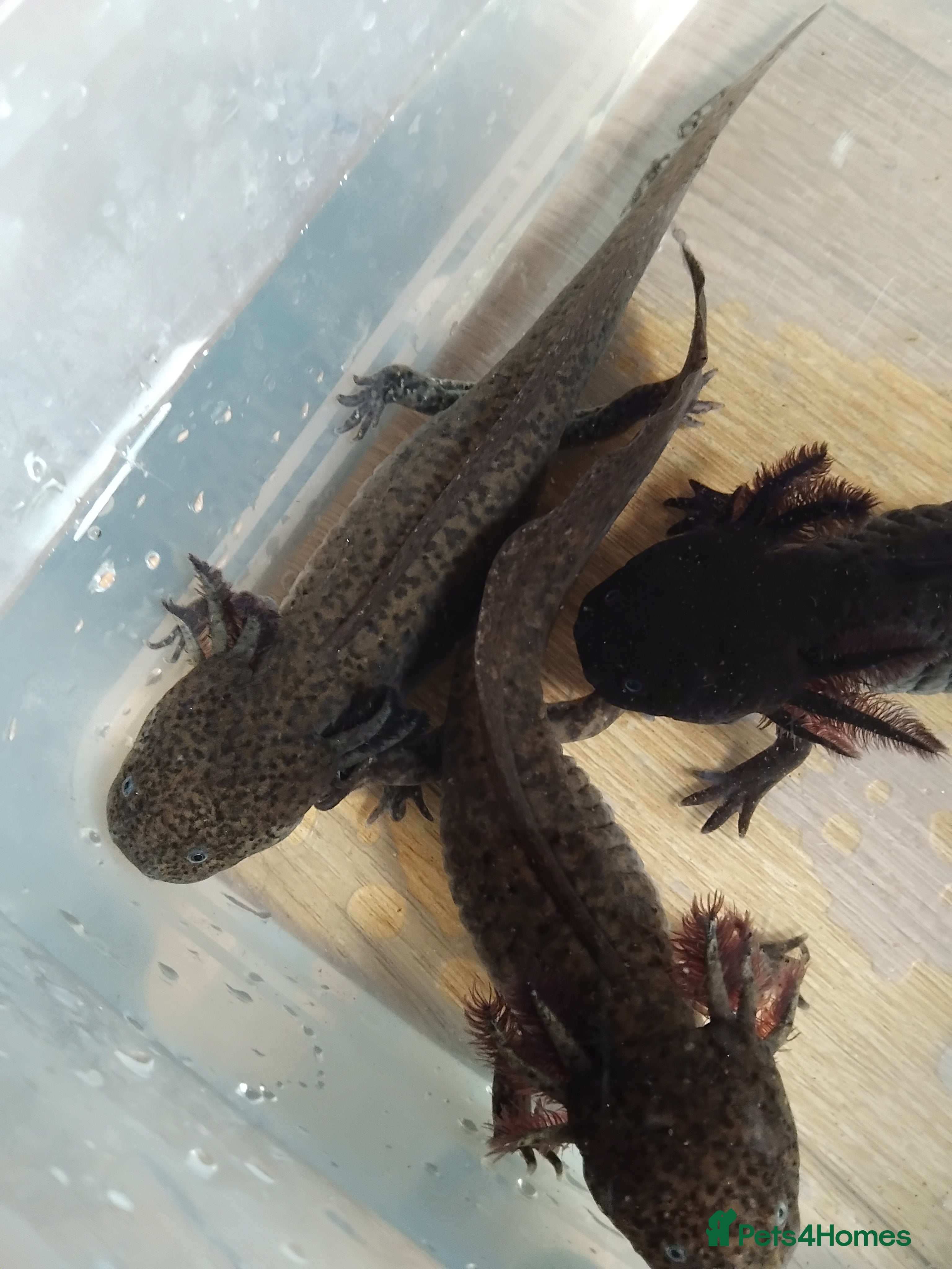 Axolotl reptiles Female Axolotls 11 mnths old - Advert 16