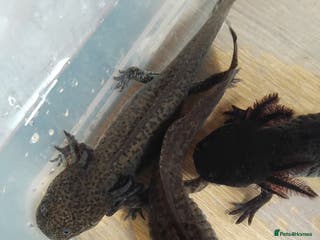 Axolotl reptiles Female Axolotls 11 mnths old - Advert 19