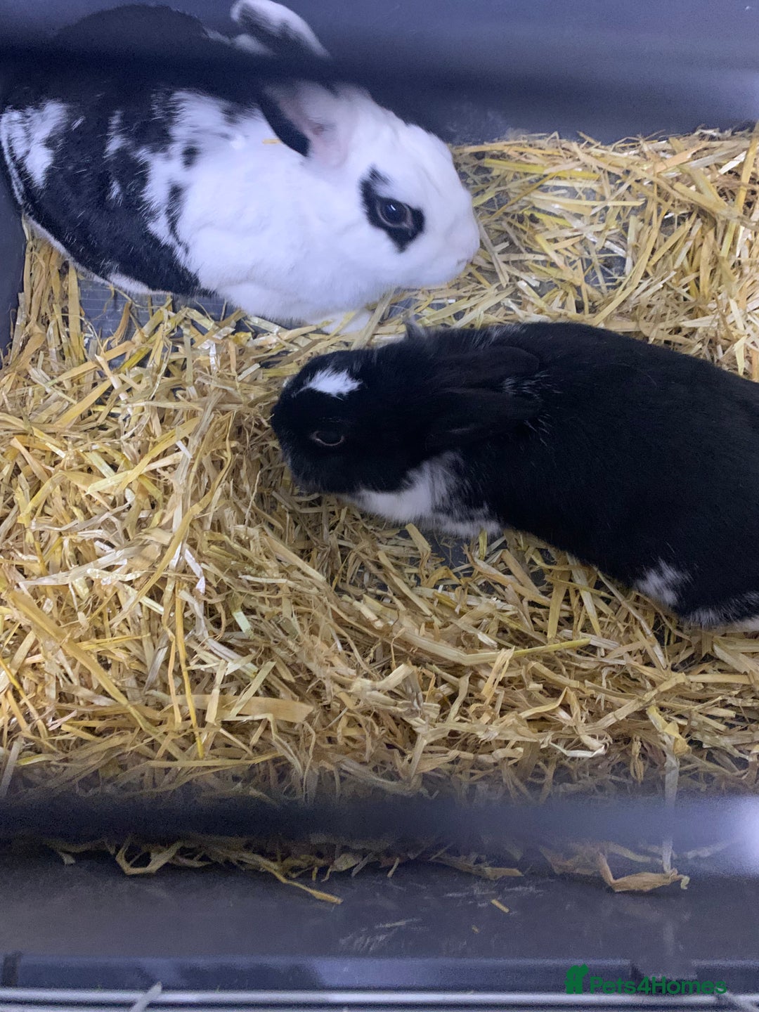 Mixed Breed rabbits for sale: 2 rabbits both girl and boy - Image 1
