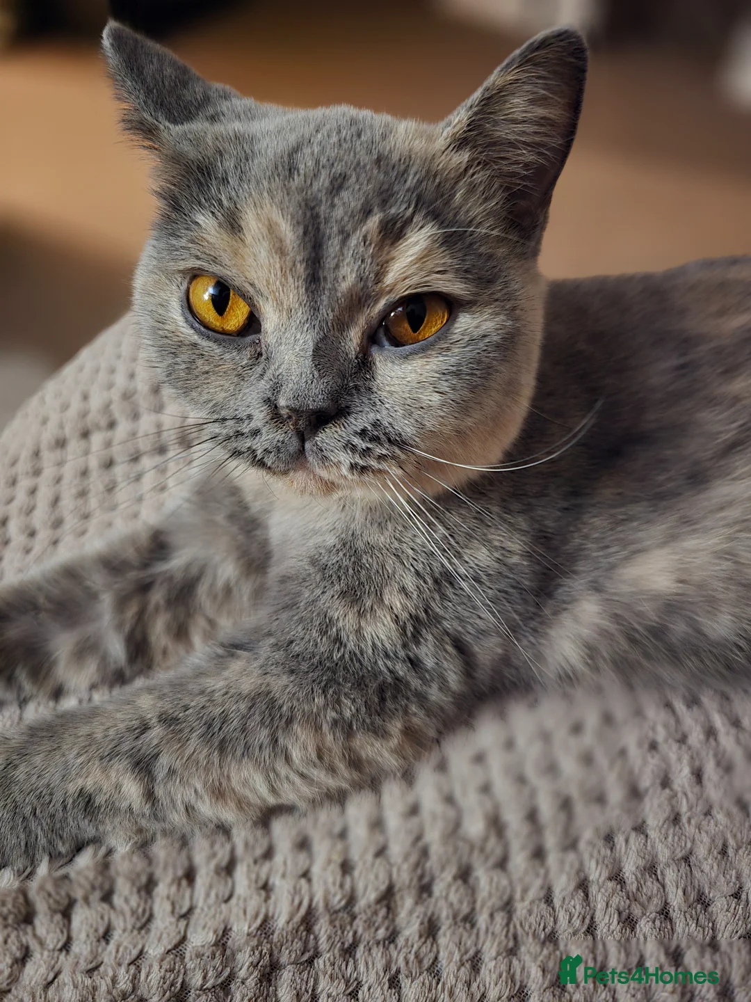 British Shorthair cats for sale: Blue and cream tortie retired queen - Advert 2