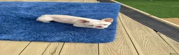 French Bulldog dogs for sale: Beautiful New Shade Isabella French Bulldog Puppy - Advert 7