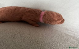 Australian Labradoodle dogs for sale: Fib Labradoodle puppies - Advert 34