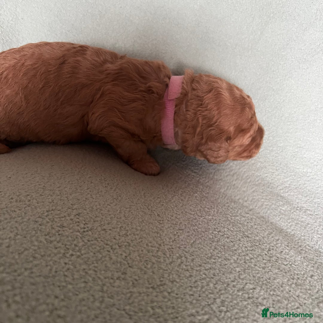 Australian Labradoodle dogs for sale: Fib Labradoodle puppies - Advert 34