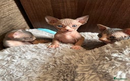 Sphynx cats for sale: Sphynx girls looking for new beds to snuggle in - Image 4