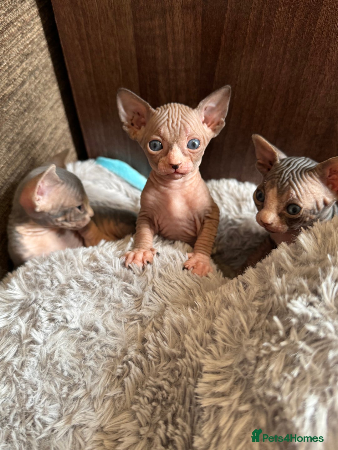 Sphynx cats for sale: Sphynx girls looking for new beds to snuggle in - Image 4