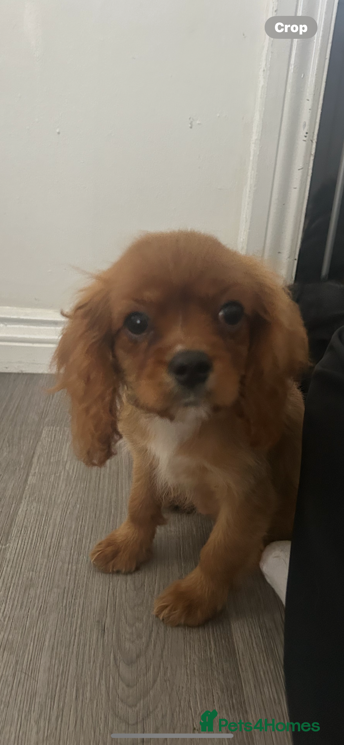 Cavalier King Charles Spaniel dogs 16th dec still available Ruby female fully vaccine - Advert 1