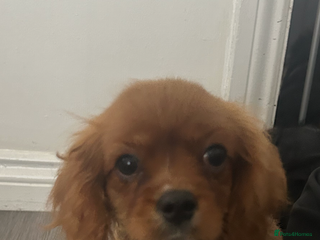Cavalier King Charles Spaniel dogs 16th dec still available Ruby female fully vaccine - Advert 12