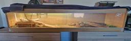 Bearded Dragon reptiles for sale: Full setup and dragon in Pontefract - Advert 3