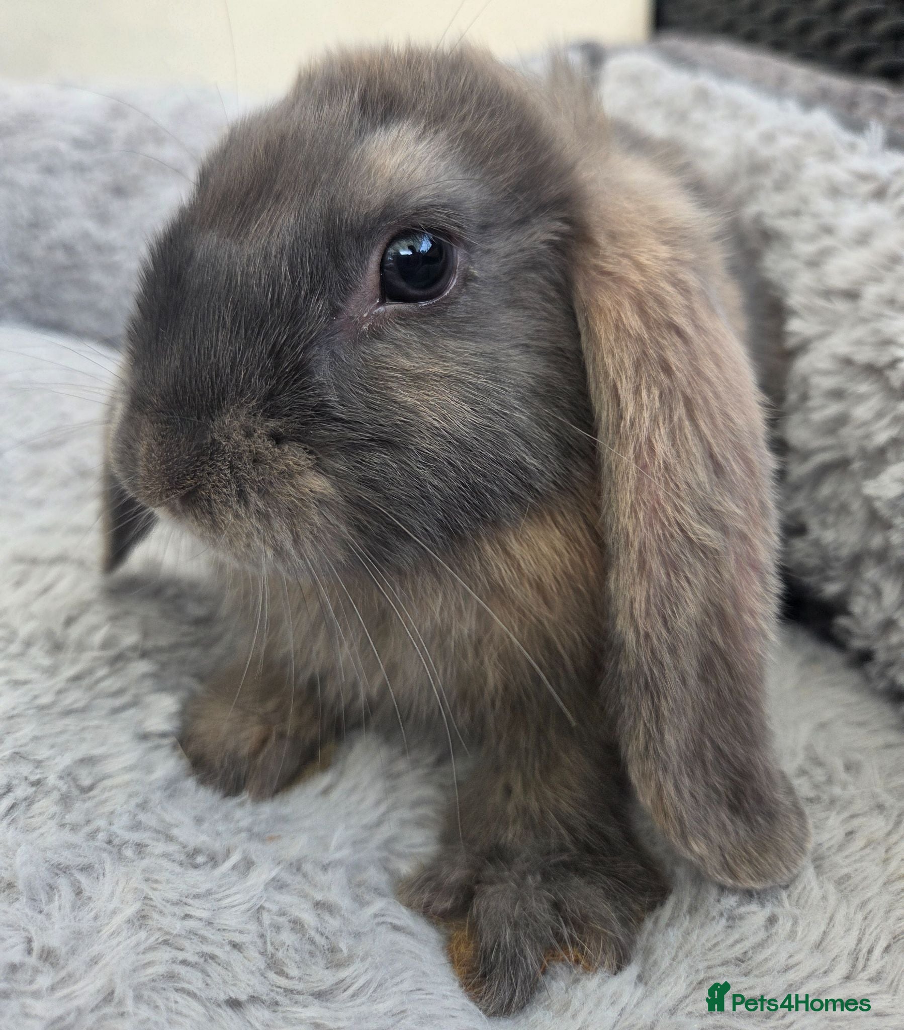 Mini Lop rabbits Beautiful mini lops boys and girls avalible . - Advert 1
