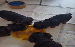 Yorkshire Terrier dogs for sale: For sale Mineture Yorkshire Terrier puppies  - Image 2