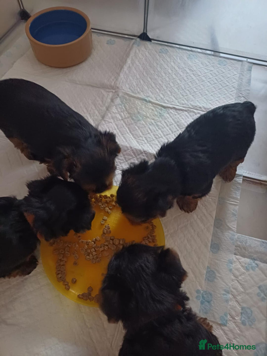 Yorkshire Terrier dogs for sale: For sale Mineture Yorkshire Terrier puppies  - Image 2