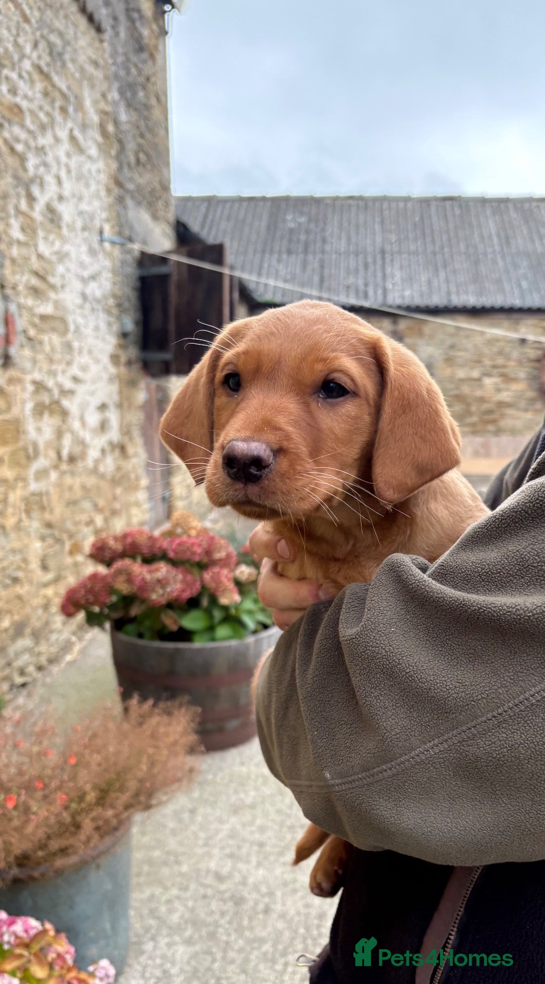 Labrador Retriever dogs Black & Fox Red KC Labradors - Advert 2